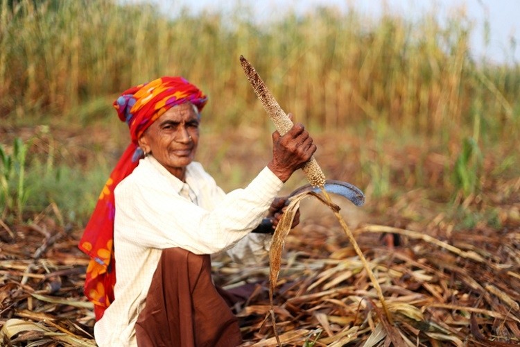 As the world's biggest producer of millets, the Indian government is hoping the 2023 International Year of Millets will reverse the country's declining cultivation. Pic: GettyImages/pixelfusion3d