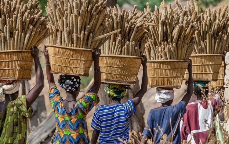 Millet is a staple food crop in Africa, yet production is still below potential. Pic: ©GettyImages/Philippe Marion