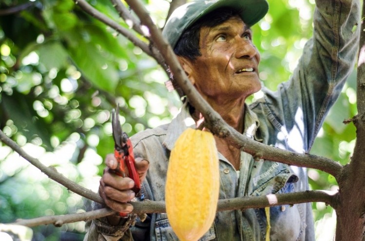 Cadmium is a problem for cocoa farmers mainly in Central and South America. Pic: Republica del Cacao