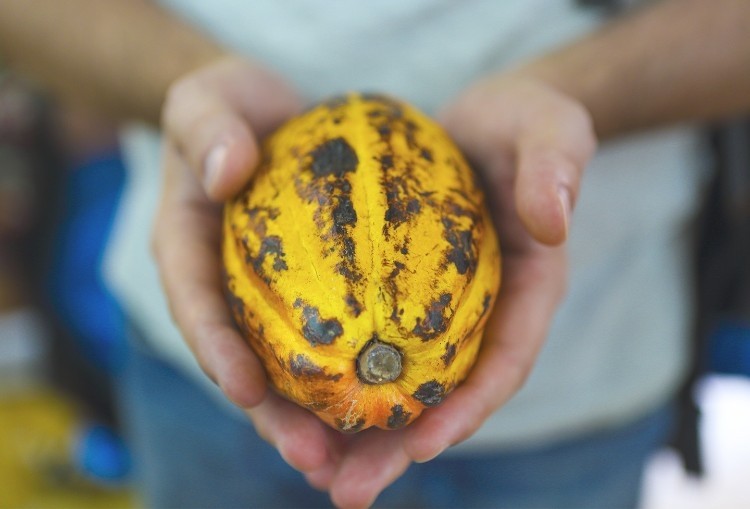 Cadmium, a naturally occurring chemical element, can be found in cocoa pods in central and South America. Pic: CN