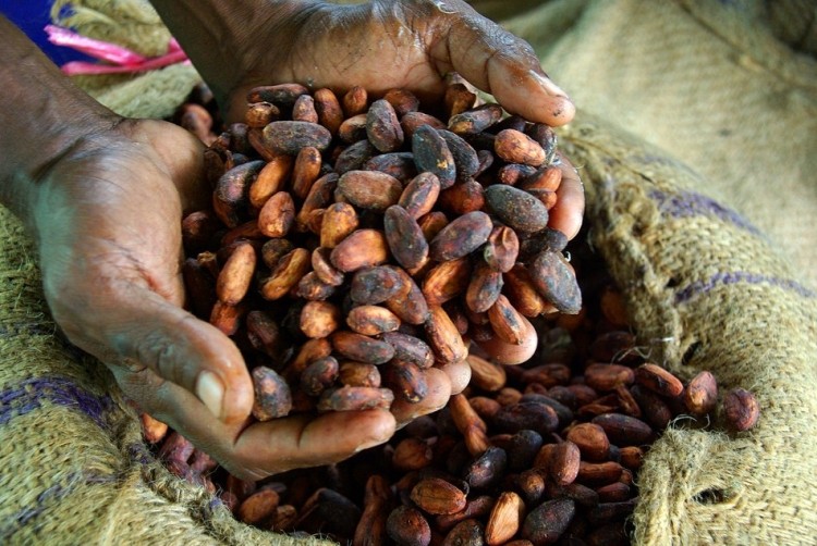 The 2022 Cocoa Barometer is available for download. Pic: Irene Scott/AusAID 