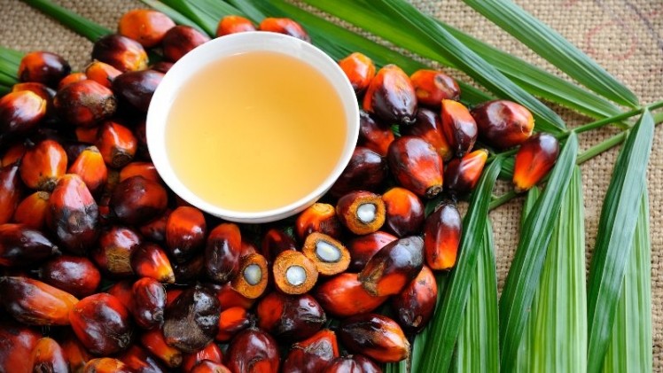 The Malaysian palm oil industry has highlighted artificial intelligence (AI) and satellite imaging as crucial technologies to be integrated into the sector. ©Getty Images