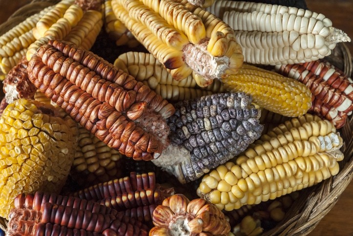 Native South American corn varieties. © GettyImages/Jolkesky