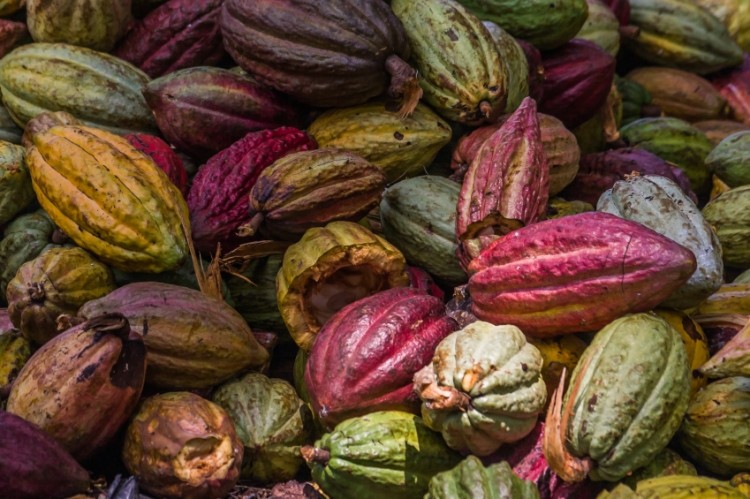 Farmlogics currently works with cocoa, palm oil and rubber growers. © iStock
