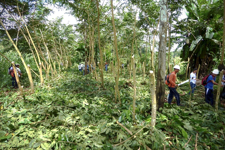 Rainforest Saver project at Luz Prado, Ecuador, showing Inga trees after pruning / Pic: Alara Wholefoods