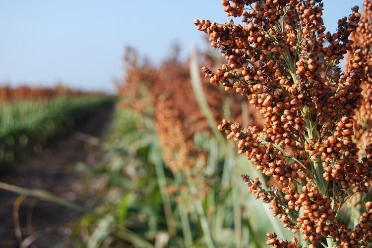 What if gluten-free crackers could be made with climate-smart African crops, such as sorghum? GettyImages/Loneburro
