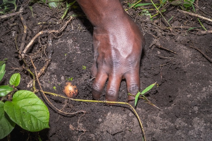 Modern technologies are needed to futureproof yam production in West Africa, say scientists. Image: Getty/Ava-Leigh