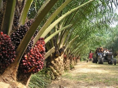 WWF: Industry should buy into GreenPalm today, or it will struggle to source fully traceable sustainable palm oil tomorrow