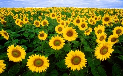 Sunflower oil appeals to manufacturers because of the non-GMO factor and label appeal, says Oilseeds International