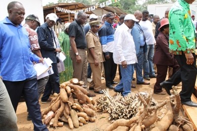 Cassava potential in Africa: The International Fund for Agricultural Development (IFAD) launches two projects to drive use forward. Photo Credit: IFAD