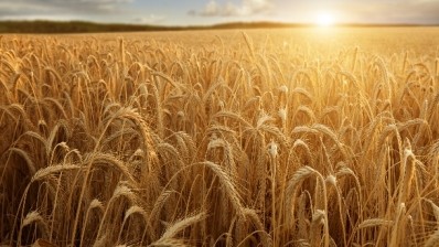 The growing global grain consumption trend will contribute to an average annual growth rate of about 2%, with no significant acceleration or deceleration, predict analysts. Pic: ©iStock/Six Dun
