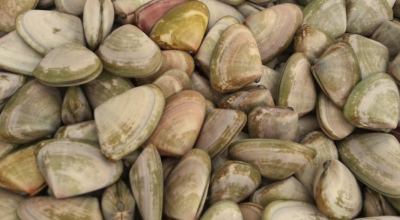 Pipis are the focus of the project. Photo courtesy of SARDI
