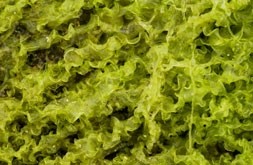 Seaweed coating for food packaging