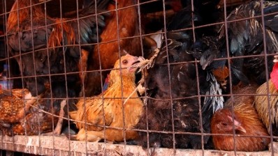 Canada's farmed animal care council needs to up its efforts to phase out caged egg production, say animal rights groups. Pic: ©iStock/Ryan Faas