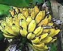 Dole unveils FreshPack for bananas