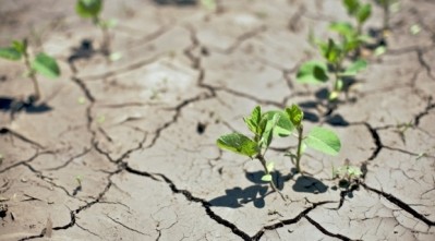 Report studied effect of drought across 43-year period. Photo: iStock - mniebuhr