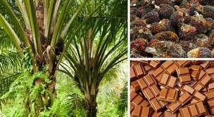 Indonesian palm oil group ditches sustainability roundtable in favour of national scheme