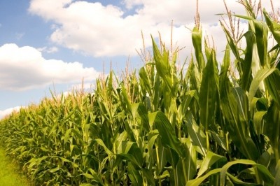 GM maize for Europe? Pest management breakthroughs and cost-effective enrichment method hold promise for industry