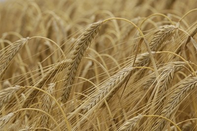 Australian researchers spent five years developing the high fructan barley grain