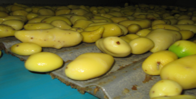 Potatoes at the Pizzoli plant