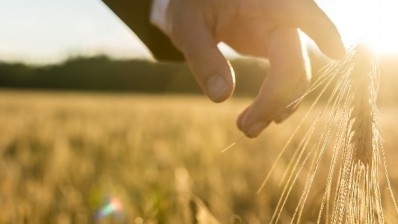 As long as the weather holds fast, experts forecast record levels for cereals worldwide. Pic: ©iStock/Gajus