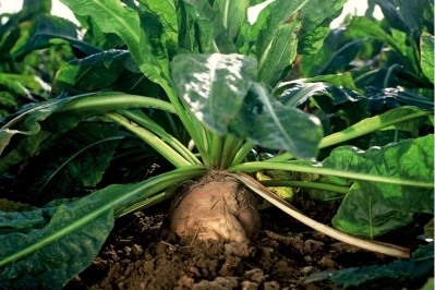 Beneo's prebiotic fibers are made from chicory root. Pic: Beneo