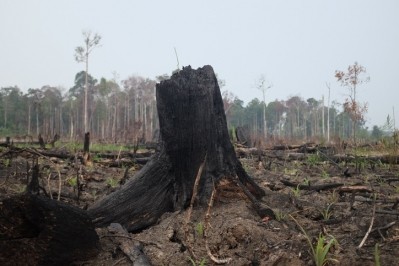 Land cleared for palm oil plantation at Tesso National Park, Sumatera, Indonesia, in 2019. Pic: GettyImages/clarbondioxide