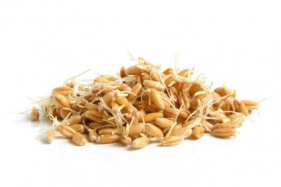 According to Puratos, consumer interest in sprouted grains is on the rise. Pic: GettyImages/popovaphoto