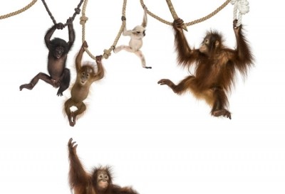Get your Ape-ron on, get into the kitchen and get baking. Pic: GettyImages/GlobalP