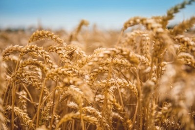 Loryma processes 333,000 tonnes of GMO-free raw wheat annually. Pic: Crespel & Dieters Group