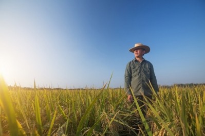 InGrained will reward rice farmers in the Lower Mississippi River Basin for every ton of greenhouse gas abatement their regenerative ag practices achieve. Pic: GettyImages/jxfzsy