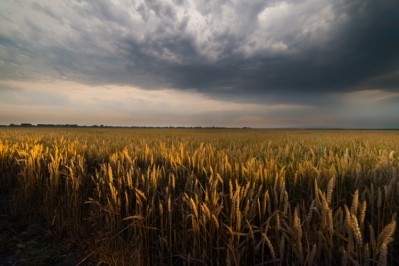 Inclement weather has played havoc on protein levels in US winter wheat, resulting in higher price of the commodity which is effecting bread producers. Pic: ©GettyImages/fotokostic