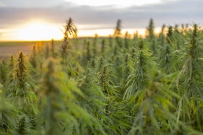 Hemp production stands to increase after the US declassified it as a drug through the 2018 Farm Bill. Pic: Getty Images/chriss_ns