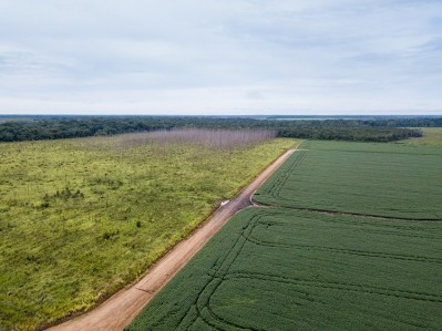 According to the FAO, more than half of forest loss is due to the conversion of forest into cropland - including soy. GettyImages/Paralaxis