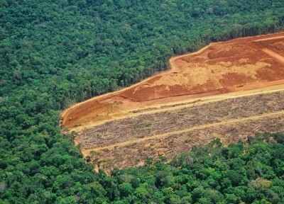 Is there enough demand for deforestation-free products to help spread the added costs associated with deforestation-free products across the supply chain? GettyImages/luoman