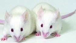 One study reported increased incidence of abnormal tissue growth in mice exposed to anthraquinone