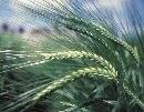 Barley beta-glucan EU health claim prompts new bakery mix 