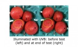 UV-B (equal energy) treatment prevents damaged areas from spreading while inhibiting mould growth. The ability to "tune" the UV to the most effective part of the spectrum would be difficult and much less efficient using a typical mercury UV source. Picture credit: Sensor Electronic Technology Inc (SETi)