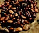 Studies have found around 284,000 children work on cocoa farms in West Africa