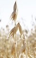 Researchers develop new beta glucan-rich oats