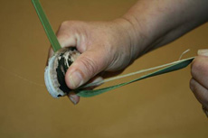 Extracting flax fibres (muka) from a leaf with a mussel shell – a traditional technique used in recent research at Victoria University. Image supplied by Landcare Research.