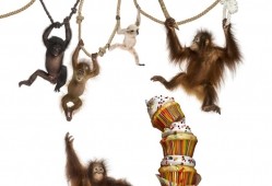 It's that time of the year to go ape for cake. Pic: GlobalIP/Lew Robertson