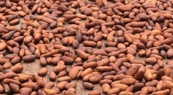 Ourput of West African cocoa beans fell last month. Pic: CN